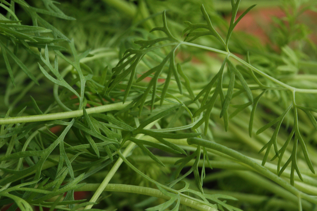 Aneth - Photo de Toms Baugis - 101Pairing.com