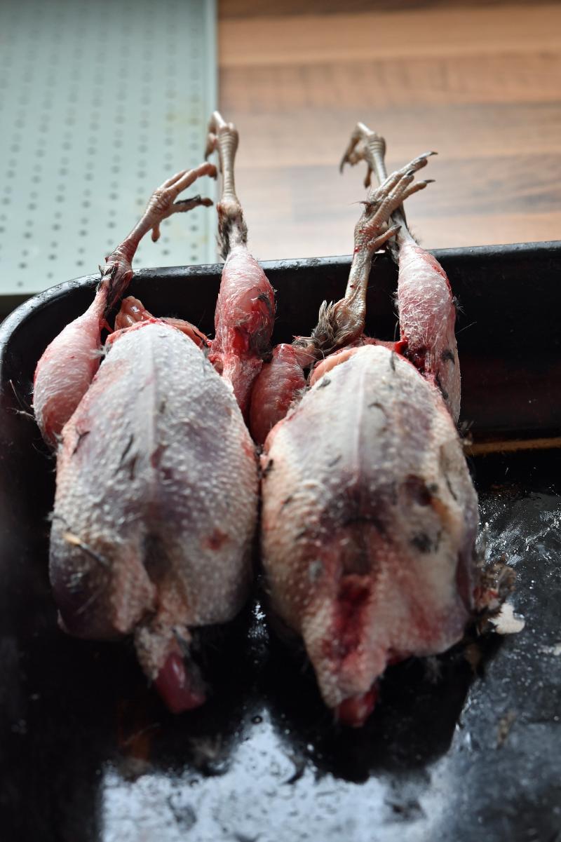 Bécasse en cocotte aux champignons - Photo de Conall - 101Pairing.com