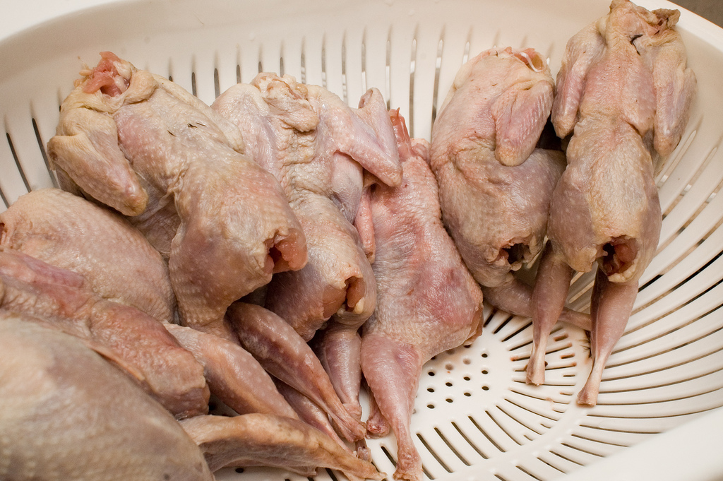 Caille grillée aux épices douces - Photo de Alpha - 101Pairing.com