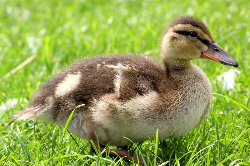 Caneton rôti - Photo de Airwolfhound - 101Pairing.com