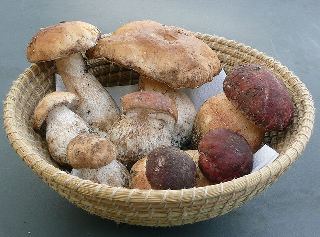 Cèpes poêlés à l’ail et au persil - Photo de nociveglia - 101Pairing.com