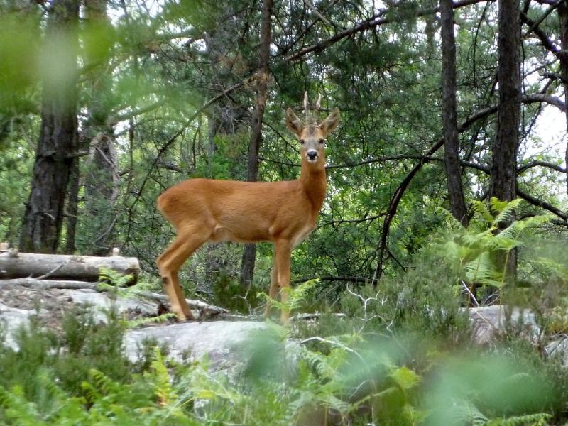 Chevreuil rôti à la truffe noire - Photo de David Fleg - 101Pairing.com
