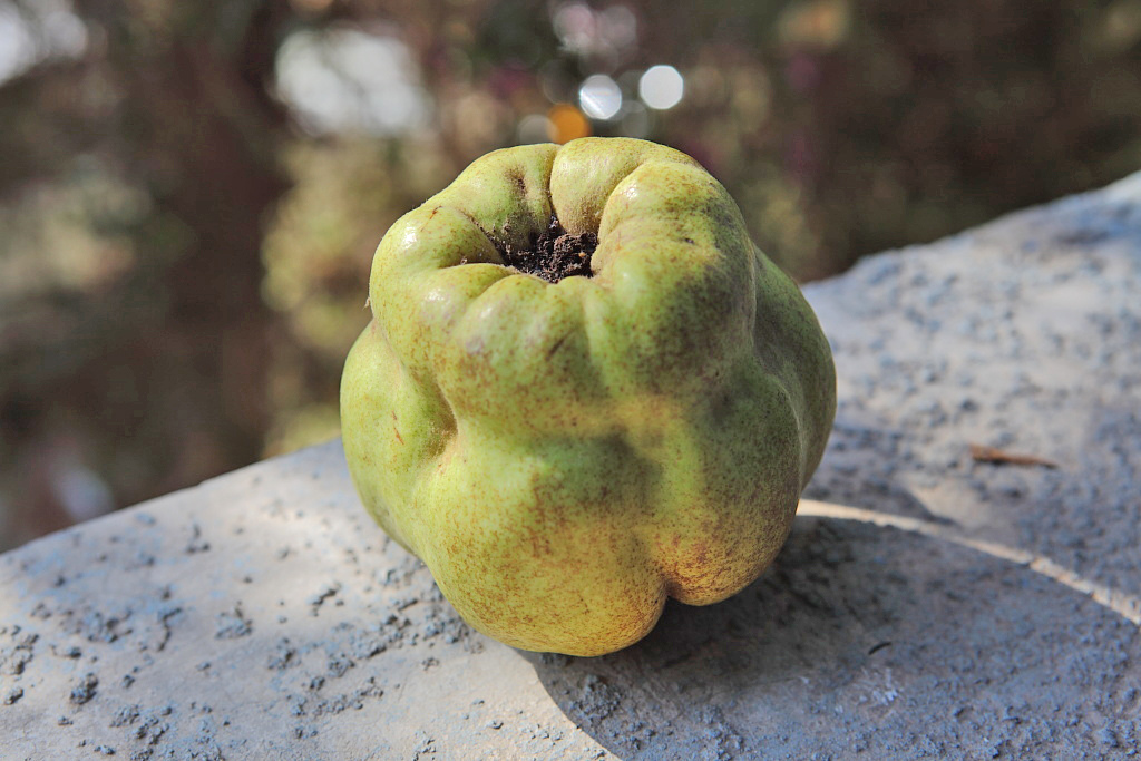 Liqueur de coing - Eaux-de-vie et liqueurs - Photo de zeevveez - 101Pairing.com