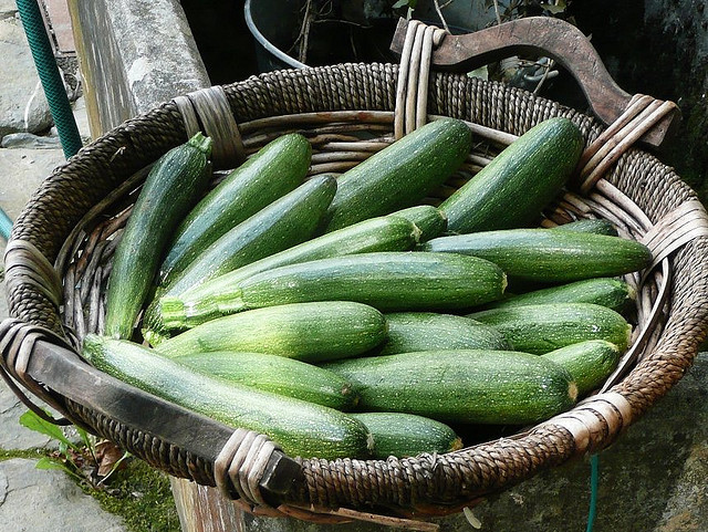 Courgettes à la provençale - Photo de nociveglia - 101Pairing.com