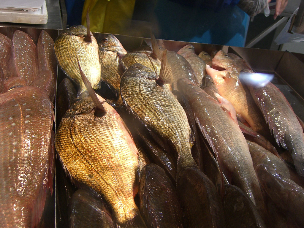 Daurade royale rôtie - Photo de Alpha - 101Pairing.com