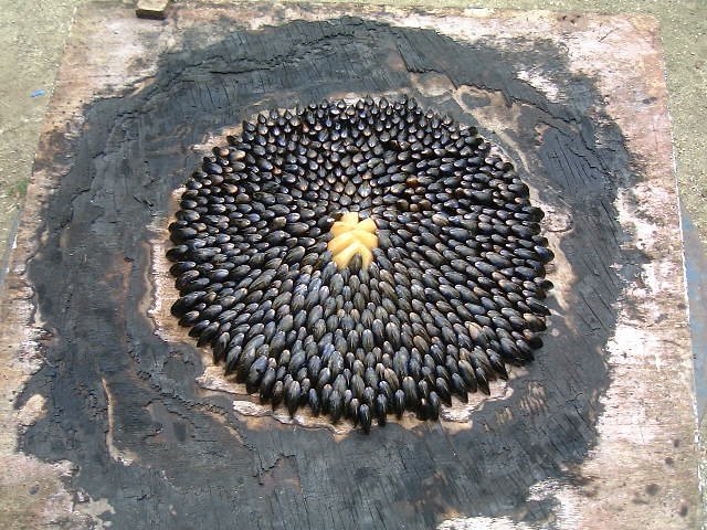 Eclade - Photo de Frédérique Voisin-Demery - 101Pairing.com