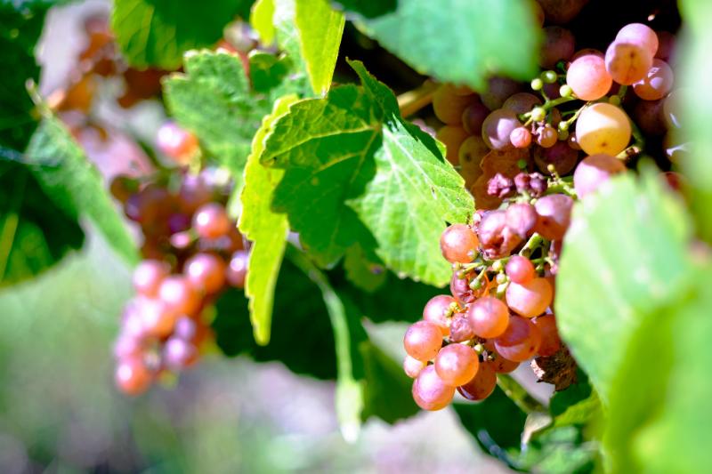 Marc de Gewurztraminer - Eaux-de-vie et liqueurs - Photo de Norton Ip - 101Pairing.com