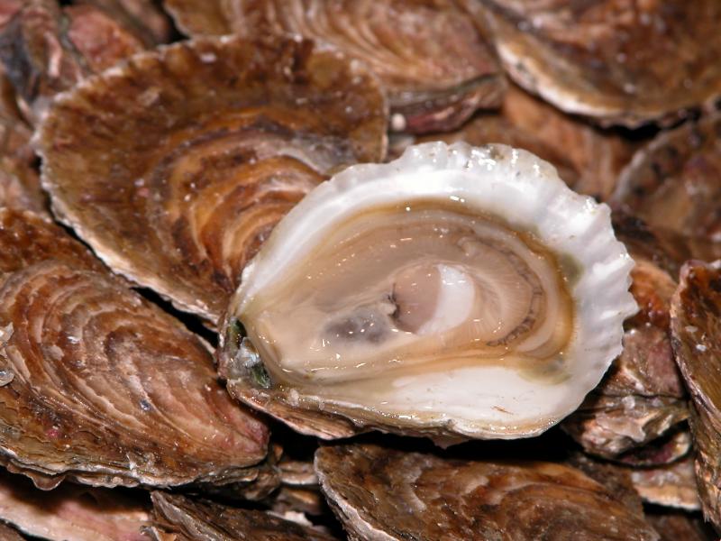 Gravettes d’Arcachon à la bordelaise - Photo de Jean Weber - 101Pairing.com