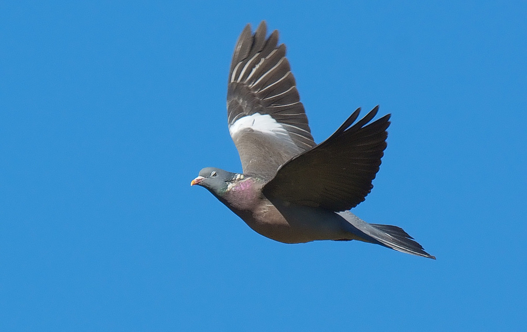 Palombe grillée à la goutte de sang et ravioles de cèpes - Photo de Stefan Berndtsson - 101Pairing.com