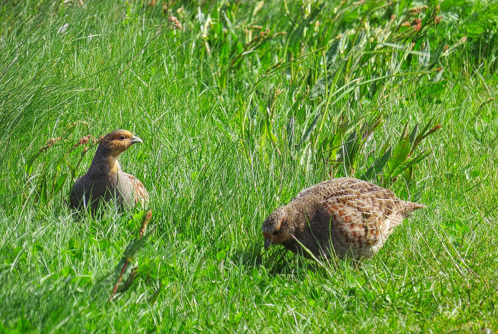 Perdrix au chou rouge - Photo de Åsa Berndtsson - 101Pairing.com