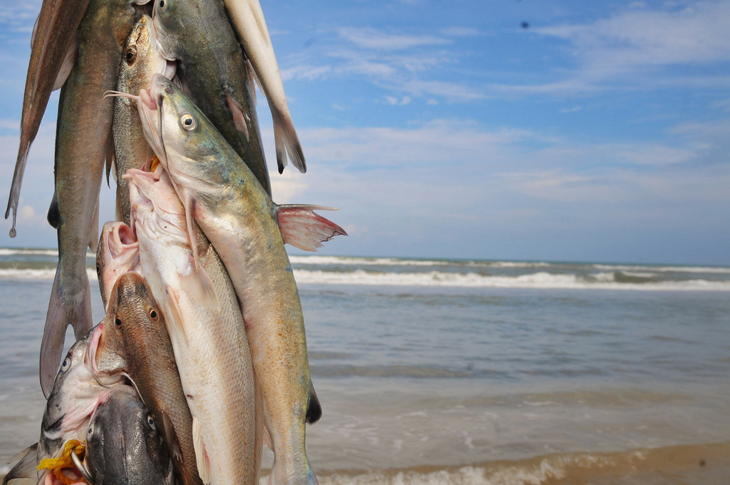 Estocafic - Photo de Eneas De Troya - 101Pairing.com