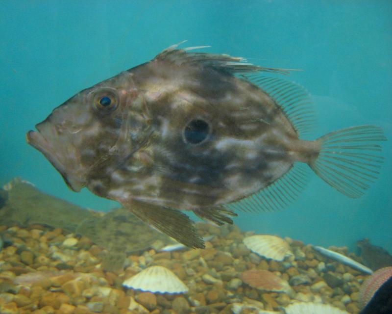 Filet de Saint-Pierre en croûte - Photo de tpholland - 101Pairing.com