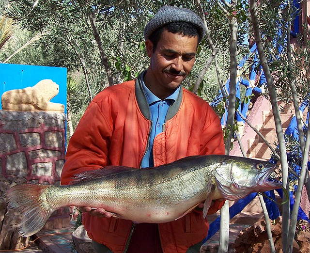 Blanquette de sandre - Photo de Fraser Cairns - 101Pairing.com