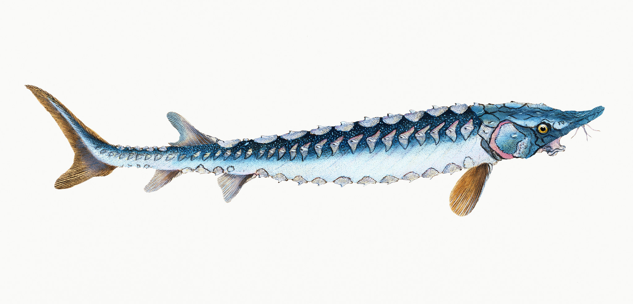 Caviar Sturio - Photo de Rawpixel Ltd - 101Pairing.com