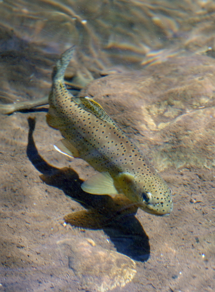 Aspic de truite - Photo de Kaibab National Forest - 101Pairing.com