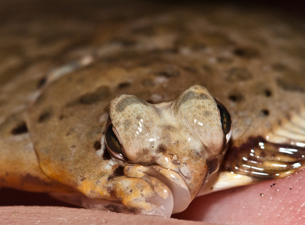 Blanquette de turbot - Photo de Jerry Kirkhart - 101Pairing.com