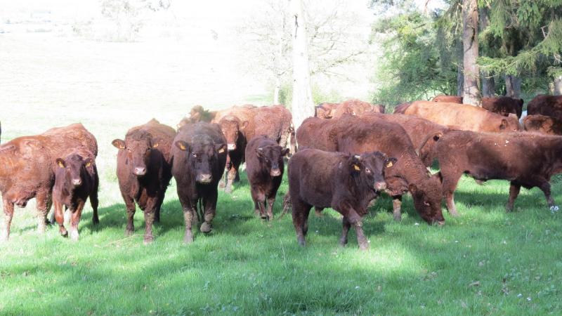 Amourettes aux morilles et pommes de terre - Photo de fidber - 101Pairing.com
