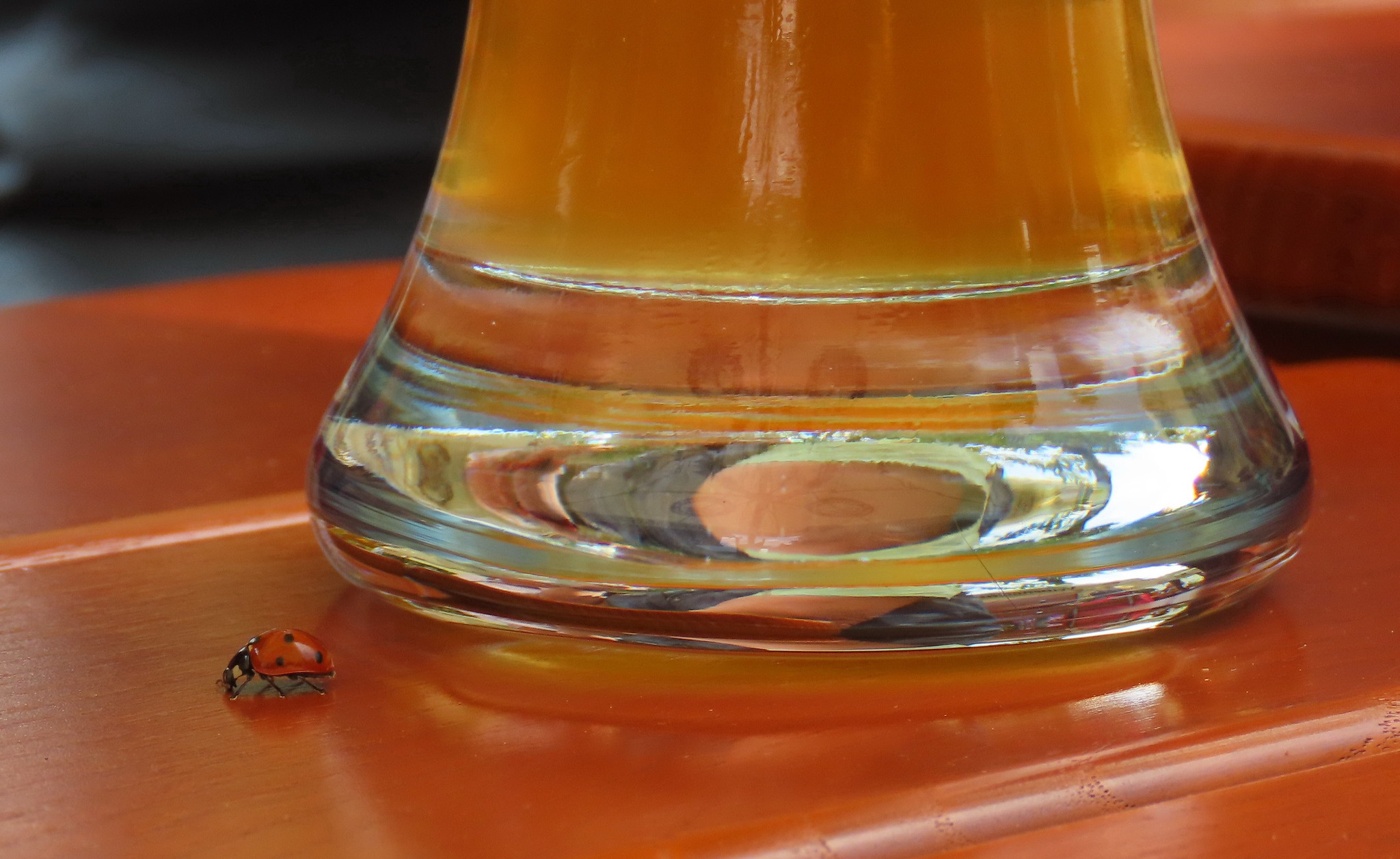 Weizenbier - Bières - Photo de Reiner Ehlers - 101Pairing.com